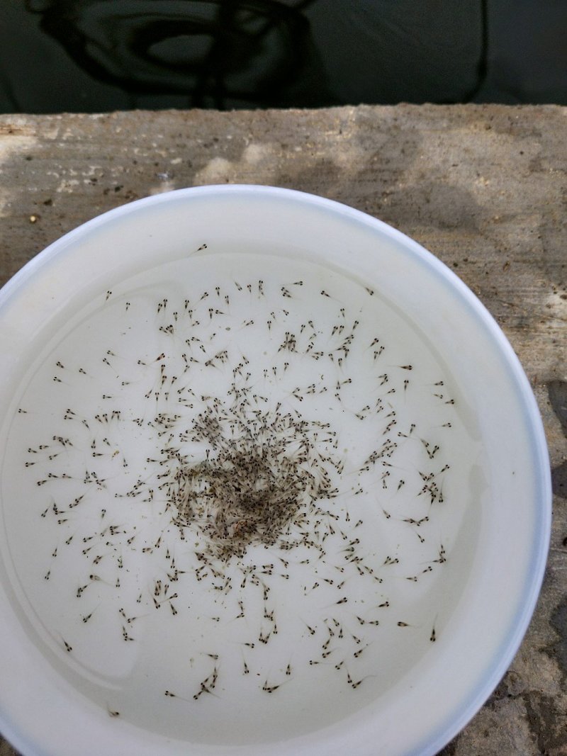 鲈鱼苗鲈鱼水花加州鲈鱼苗广东鲈鱼苗