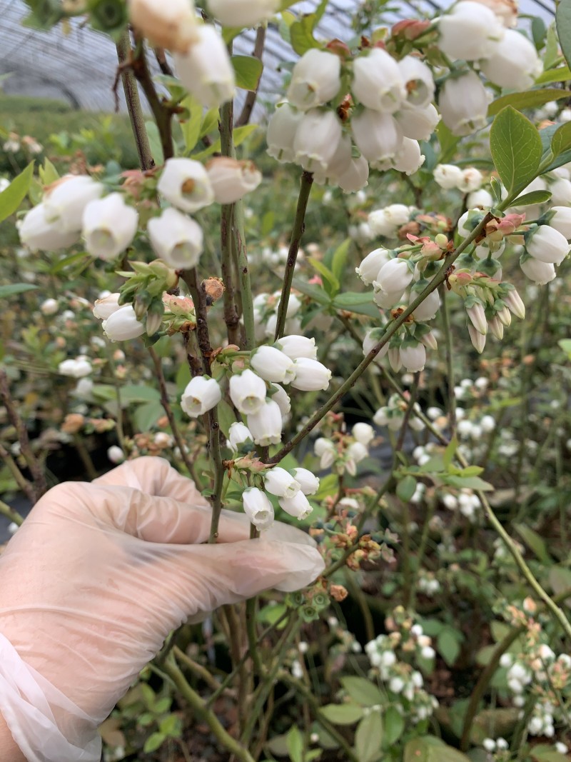 蓝宝石蓝莓苗适合南北方种植高产易活送技术