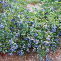 蓝宝石蓝莓苗适合南北方种植高产易活送技术