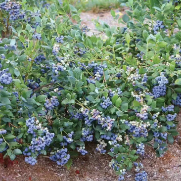 蓝宝石蓝莓苗适合南北方种植高产易活送技术