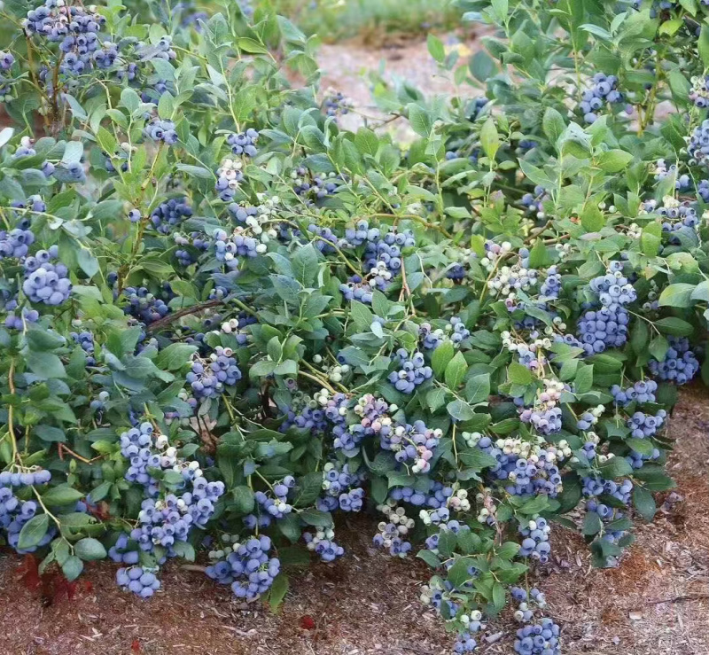 蓝宝石蓝莓苗适合南北方种植高产易活送技术