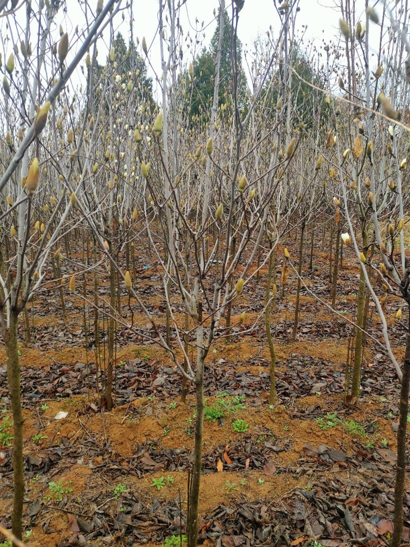 【5-8】玉兰树南召县玉兰之乡优质精品玉兰，各种规格大量