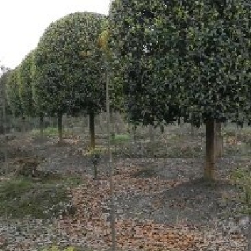 桂花树