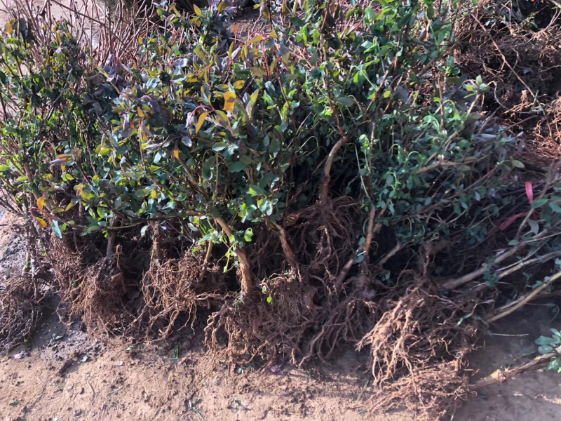 药用金银花苗盆栽阳台爬墙爬藤植物四季开花常青花卉老桩盆景