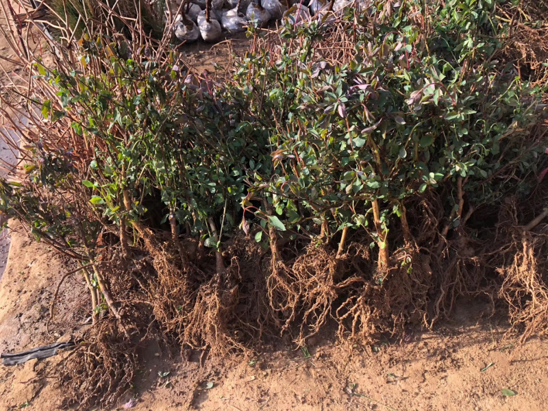 药用金银花苗盆栽阳台爬墙爬藤植物四季开花常青花卉老桩盆景
