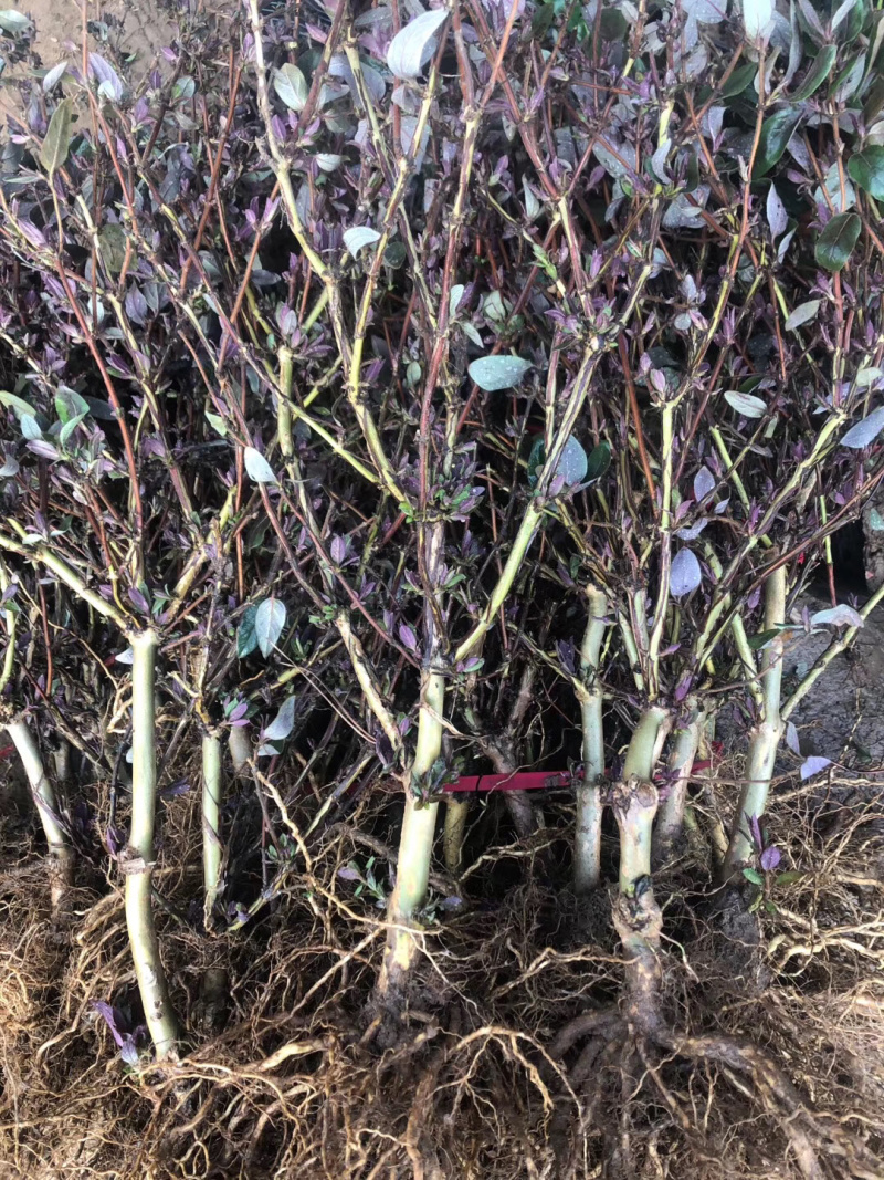 药用金银花苗盆栽阳台爬墙爬藤植物四季开花常青花卉老桩盆景