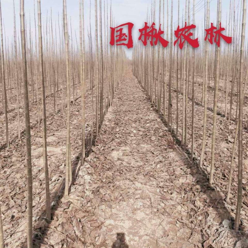 梓树价格2公分梓树2.5公分梓树3公分