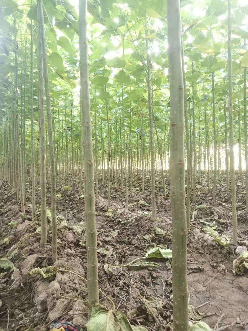 梓树价格2公分梓树2.5公分梓树3公分