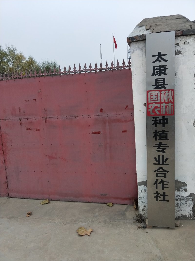梓树价格2公分梓树2.5公分梓树3公分
