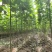 梓树价格2公分梓树2.5公分梓树3公分