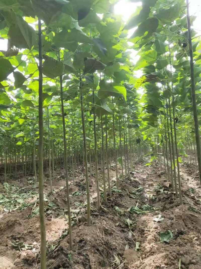 梓树价格2公分梓树2.5公分梓树3公分