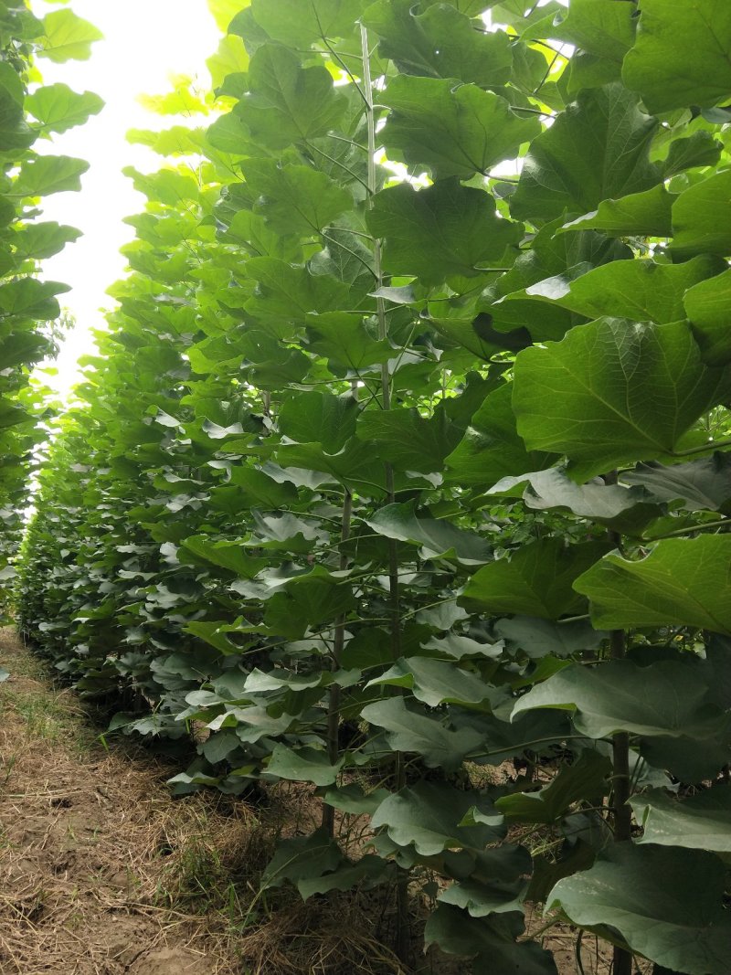 梓树价格2公分梓树2.5公分梓树3公分