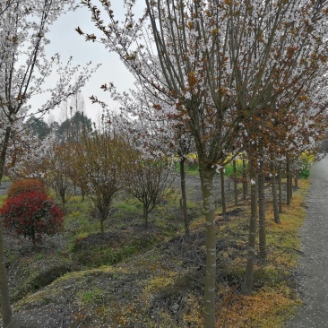 红叶李