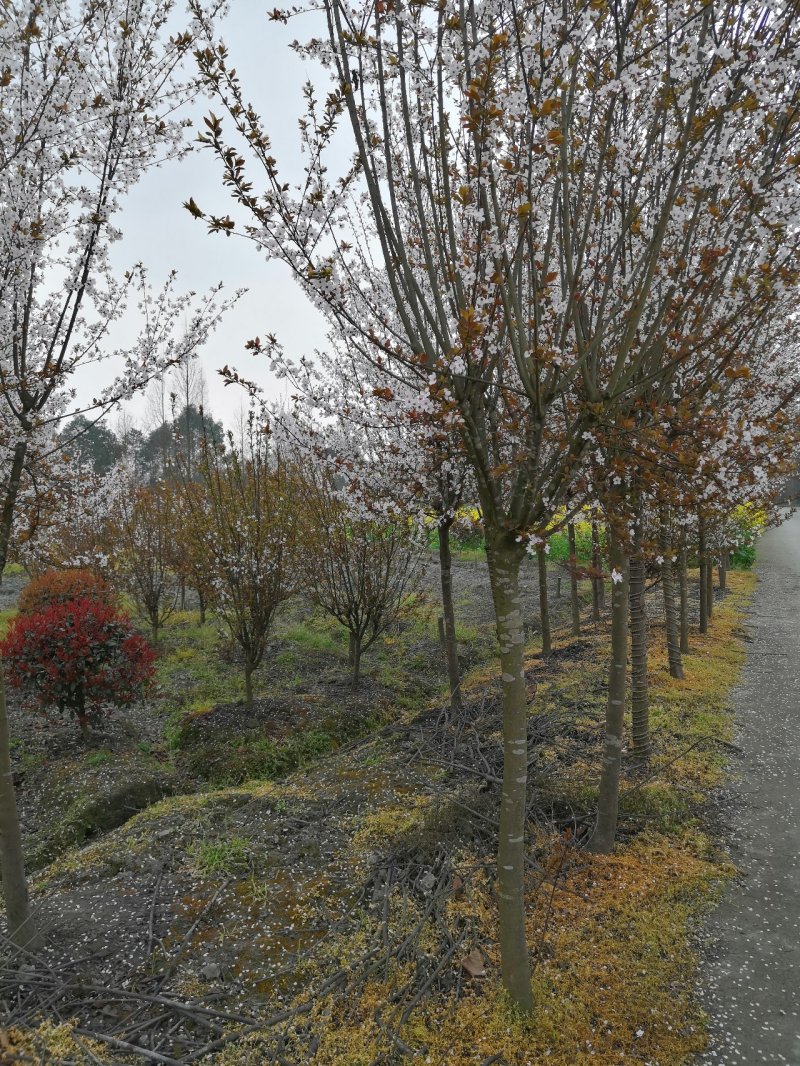 红叶李