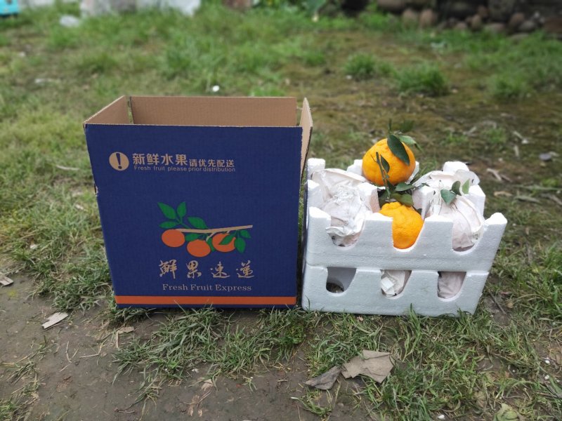 四川丑桔(不知火)产地直发换网套包装泡沫托纸箱一件代发