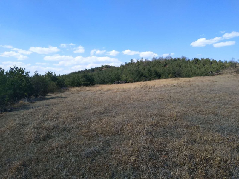 寻甸50亩林地转让，在风景区旁边