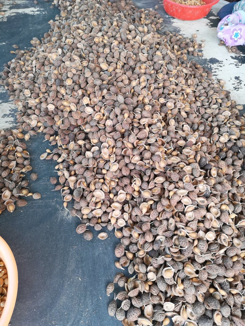 精品毛桃种子