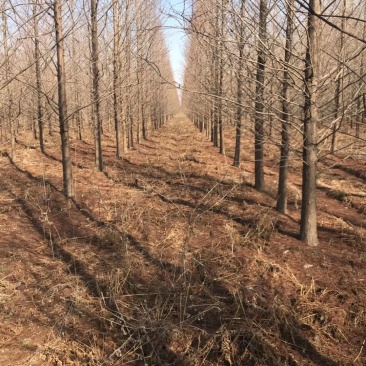 水杉落雨杉池杉中山杉