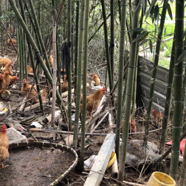 正宗散养竹林土鸡，吃五谷杂粮，品质有保障