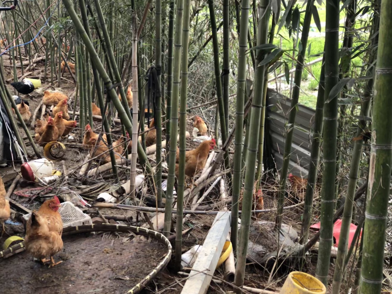 正宗散养竹林土鸡，吃五谷杂粮，品质有保障