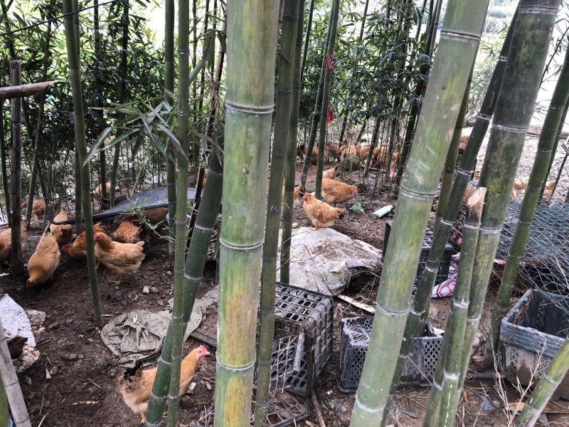 正宗散养竹林土鸡，吃五谷杂粮，品质有保障