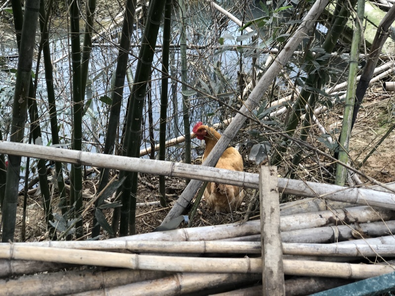 正宗散养竹林土鸡，吃五谷杂粮，品质有保障
