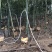 正宗散养竹林土鸡，吃五谷杂粮，品质有保障