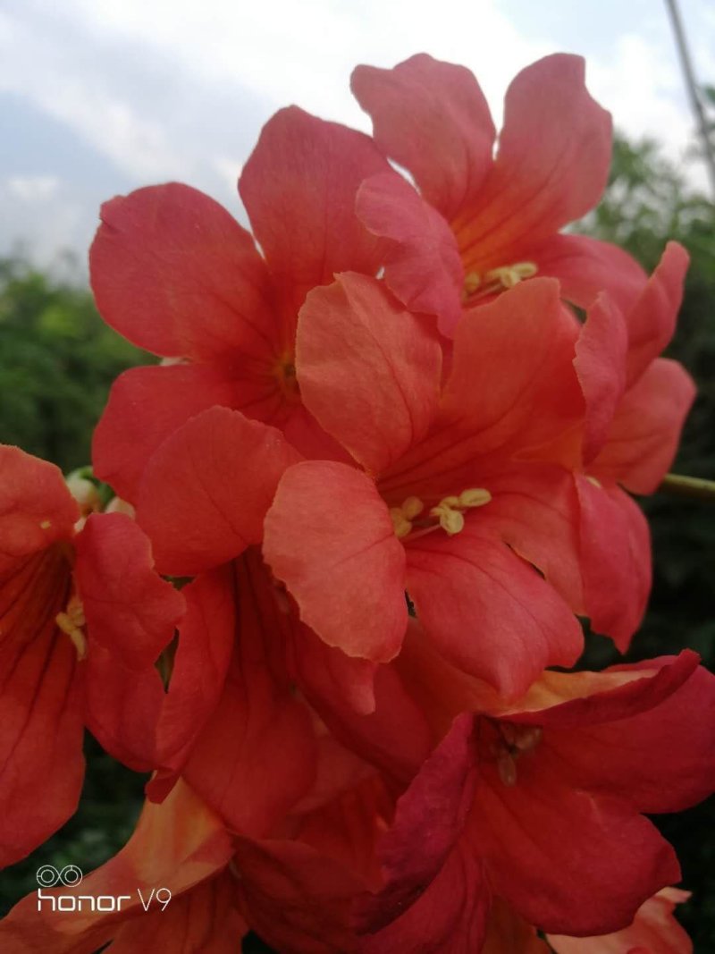 凌霄花苗