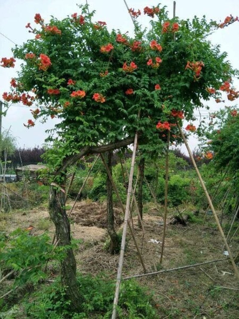 凌霄花苗