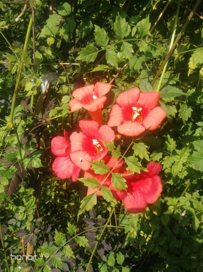 凌霄花苗