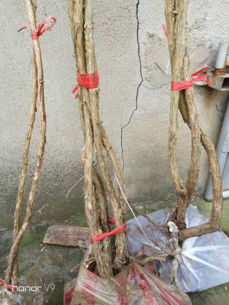凌霄花苗