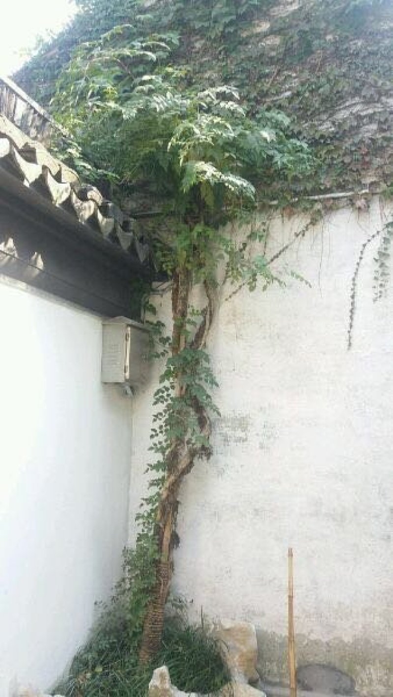 凌霄花苗