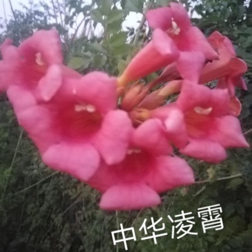 凌霄花苗