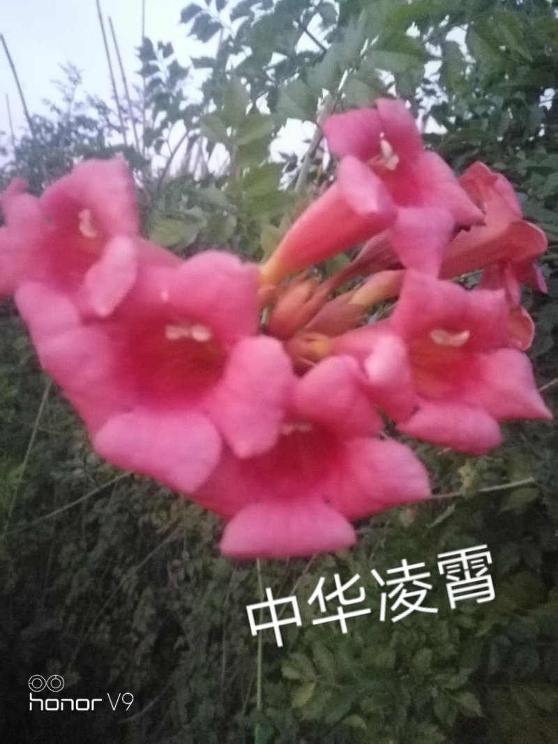 凌霄花苗
