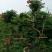 凌霄花苗