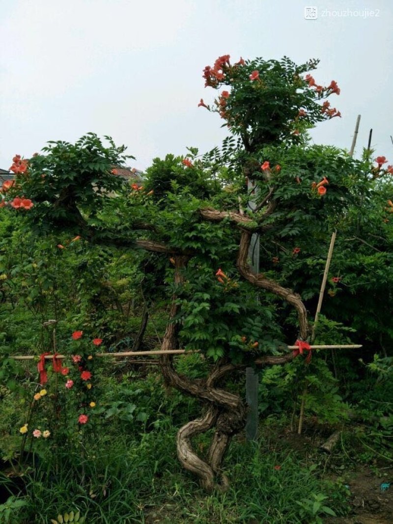 凌霄花苗