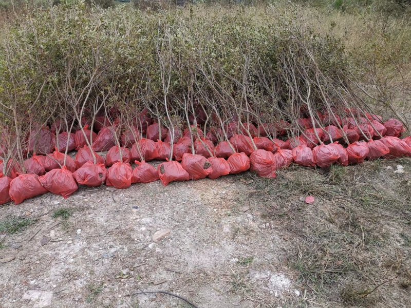 映山红园林绿化工程用苗常绿植物