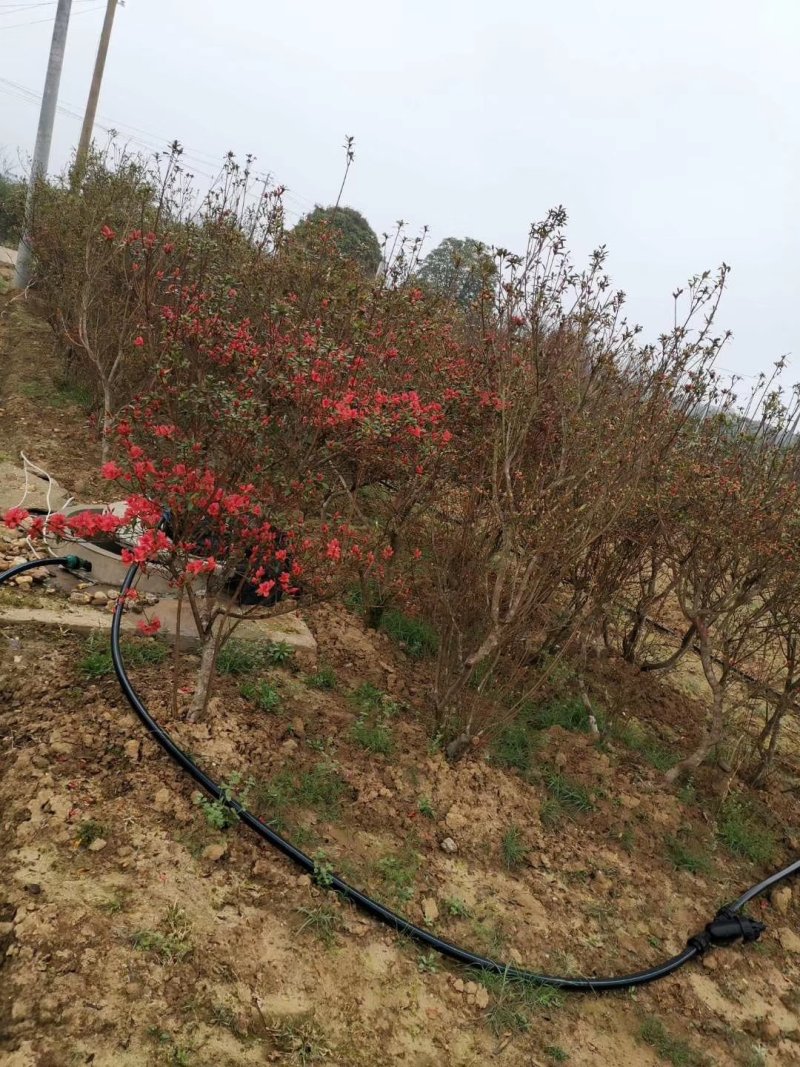 映山红园林绿化工程用苗常绿植物