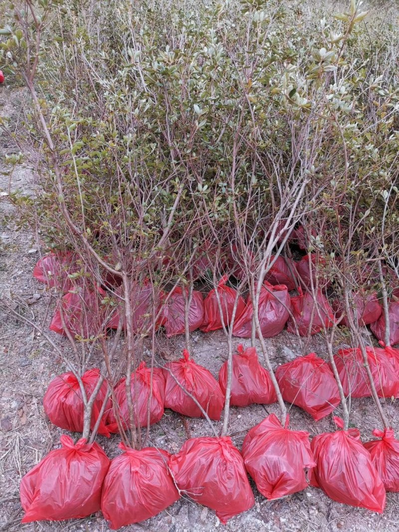 映山红园林绿化工程用苗常绿植物