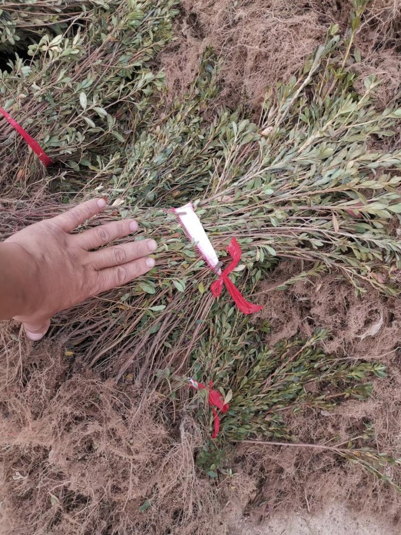 映山红园林绿化工程用苗常绿植物