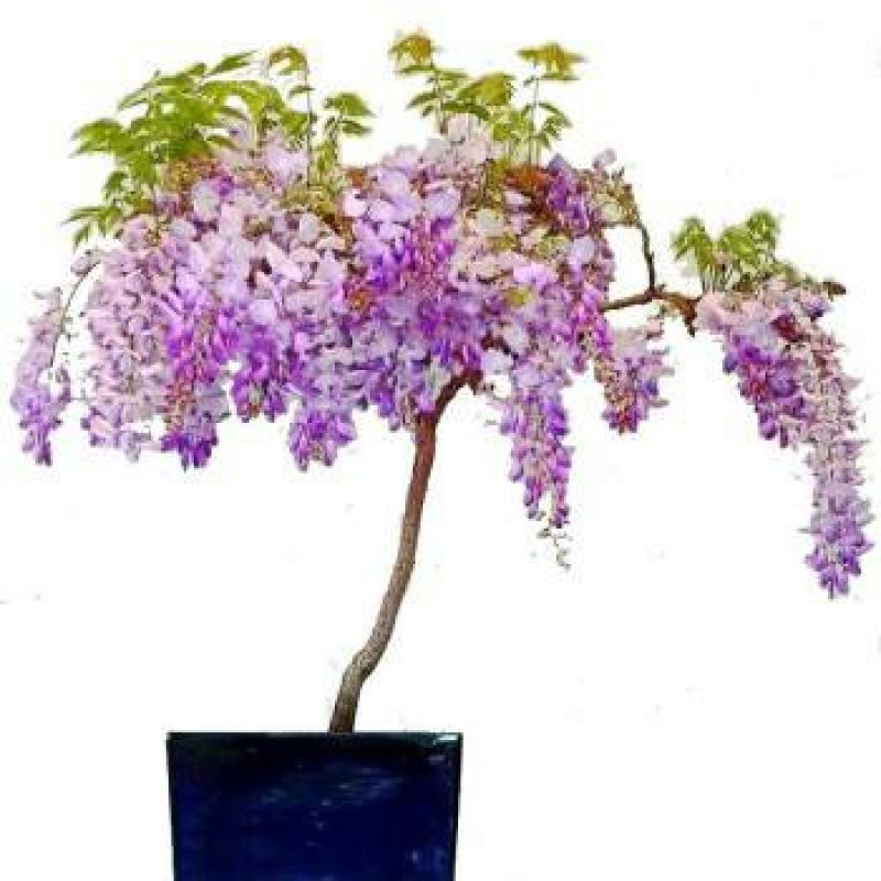 紫藤花树苗爬藤植物庭院围墙四季开花盆栽花苗绿植花卉藤蔓紫