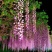 紫藤花树苗爬藤植物庭院围墙四季开花盆栽花苗绿植花卉藤蔓紫