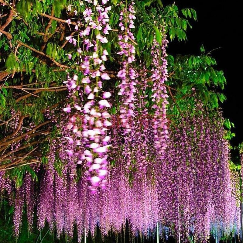 紫藤花树苗爬藤植物庭院围墙四季开花盆栽花苗绿植花卉藤蔓紫