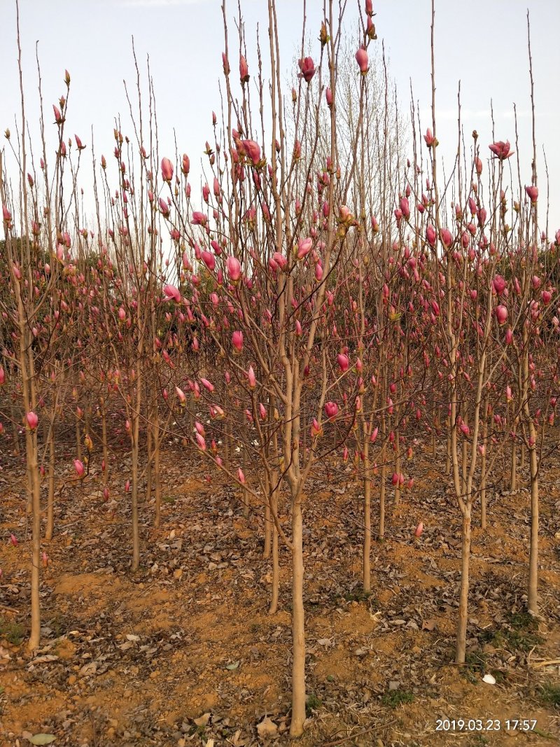 玉兰苗保证嫁接红玉兰苗提供种植技术