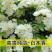 木香花苗白黄甜蜜木香重瓣带花四季爬藤植物阳台庭院浓香花卉