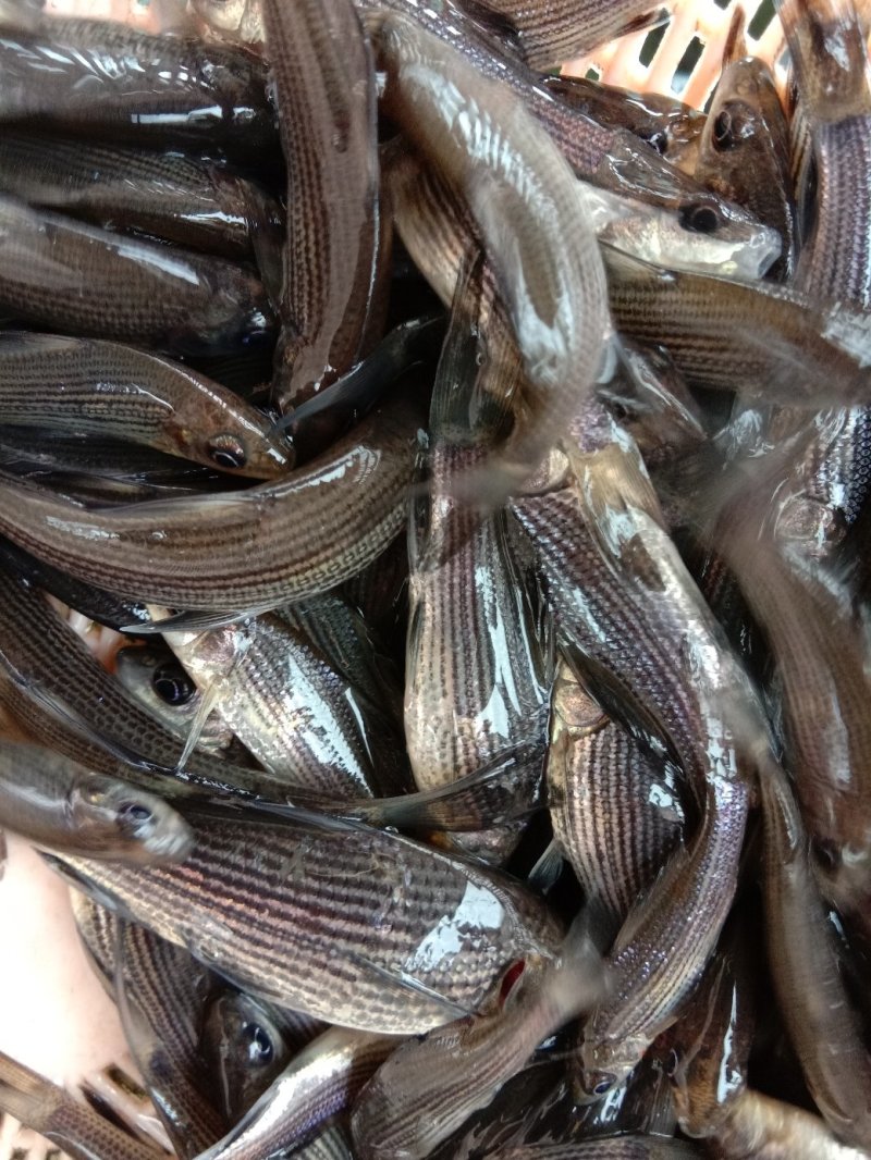 【包送贵川】重庆泥鳅鲜活#产地直供#量大从优