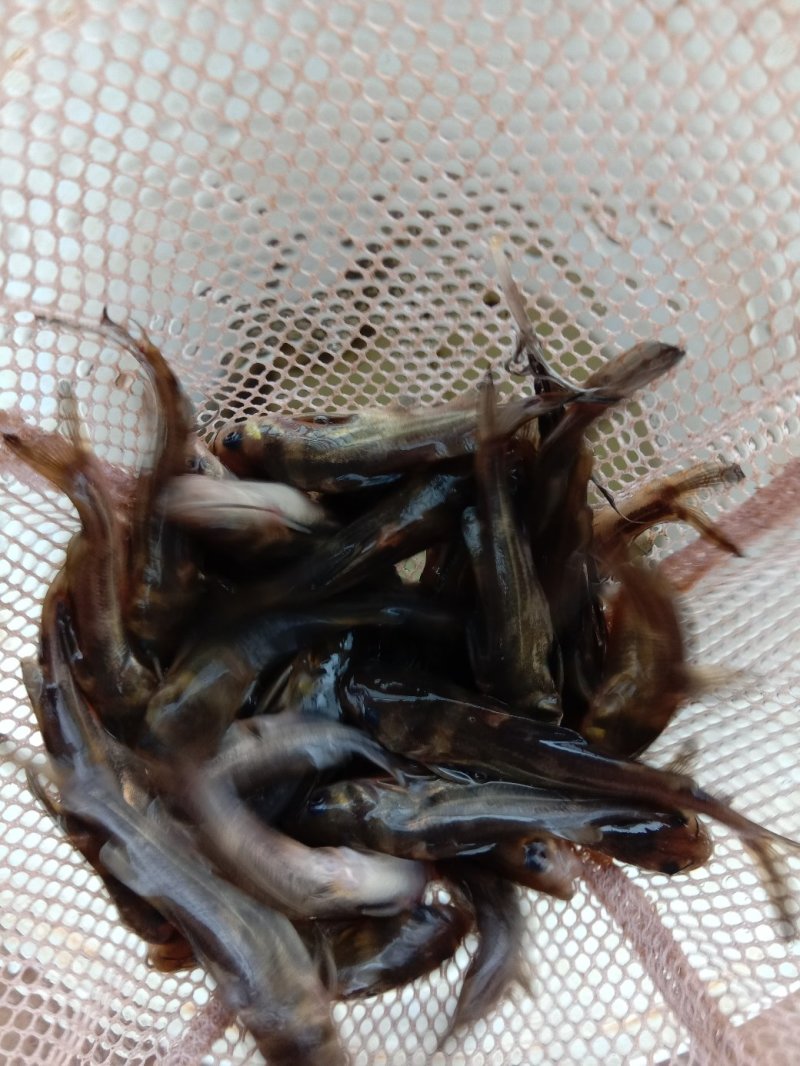 【包送贵川】重庆泥鳅鲜活#产地直供#量大从优