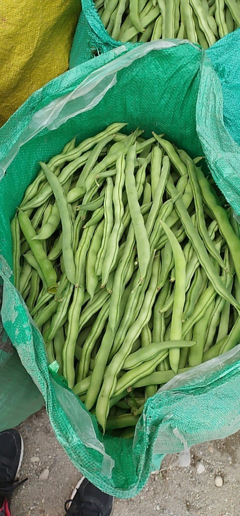 广西合浦县四季豆已经大量上市，欢迎采购，，，