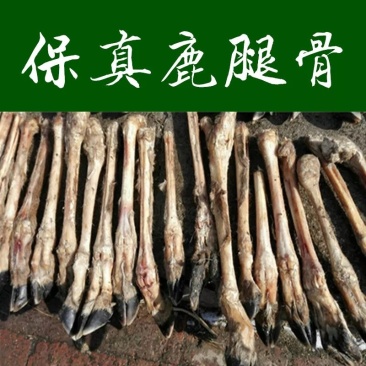 《明轩鹿业》纯正东北梅花鹿骨净骨整根鹿骨带蹄保