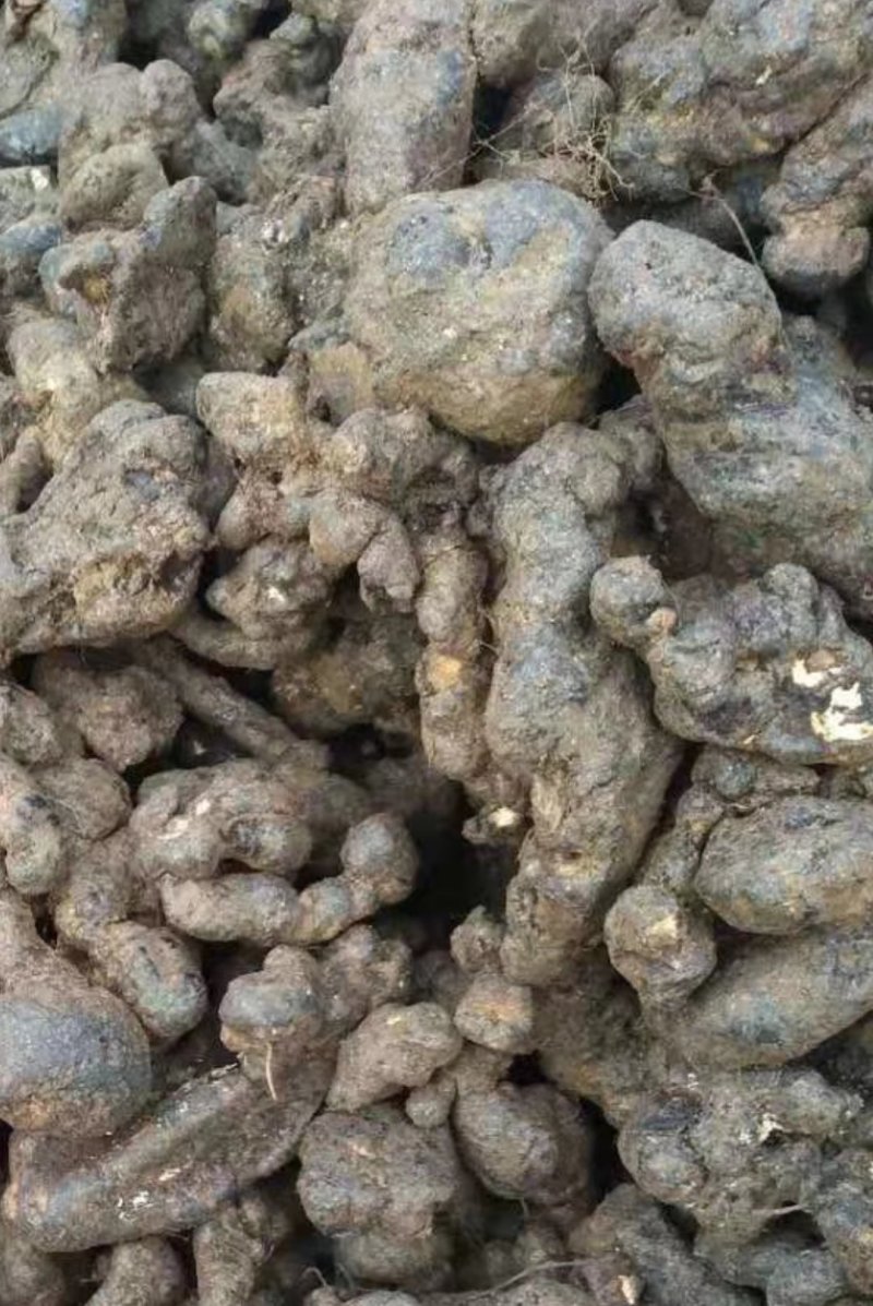 猪苓，种在大山里面三到四年的货